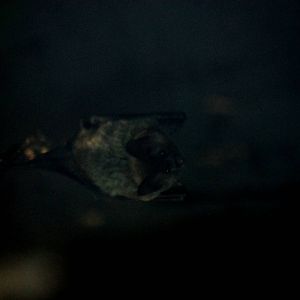 Pallas' Long-tongued Bat at Vienna, 14/06/13