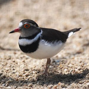 Three-banded Plover at Vienna, 14/06/13