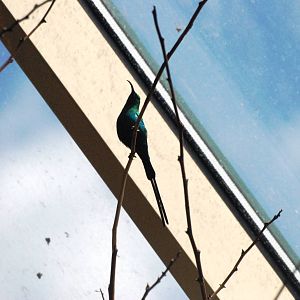 Malachite Sunbird at Vienna, 14/06/13