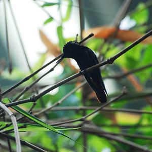 Ruby Topaz Hummingbird at Vienna, 14/06/13