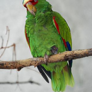 White-fronted Amazon at Vienna, 14/06/13