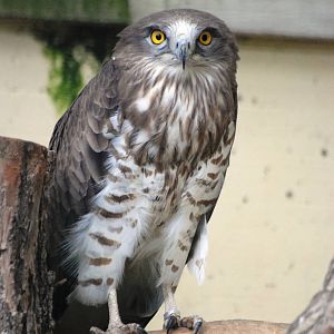Short-toed Eagle at Vienna, 14/06/13