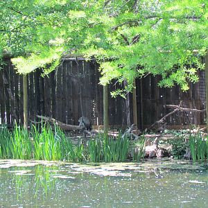 African White-backed Vulture Exhibit