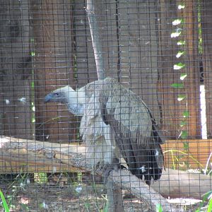 African White-backed Vulture