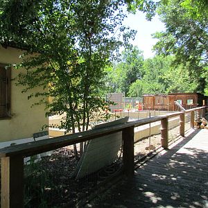 Patas Monkey Exhibit Construction