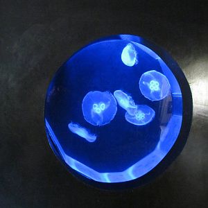 Moon Jellies