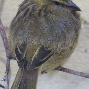 Taveta Golden weaver female