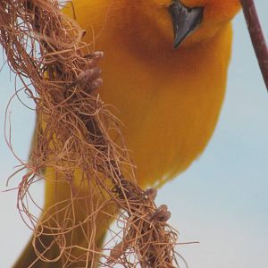 Taveta Golden weaver male