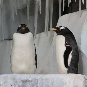Gentoo penguins