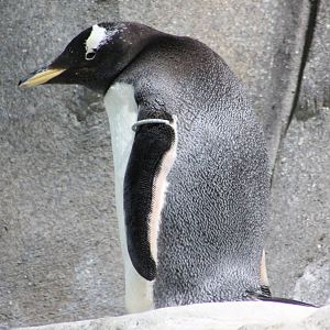 Gentoo penguin