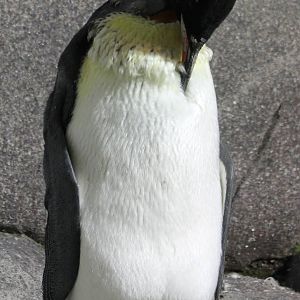 King penguin
