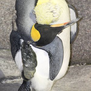 Scratching King penguin