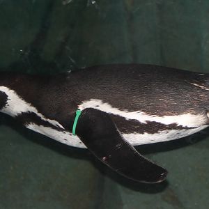 Underwater-viewing Humboldt penguin