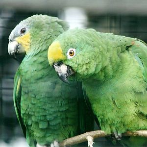 50th Anniversary 18th May 2013