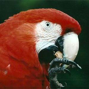 50th Anniversary 18th May 2013