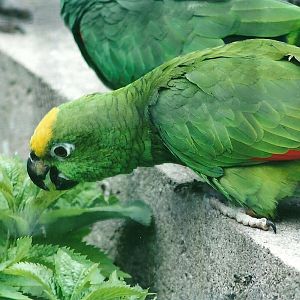 50th Anniversary 18th May 2013