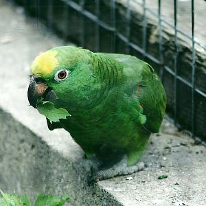 50th Anniversary 18th May 2013