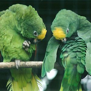 50th Anniversary 18th May 2013