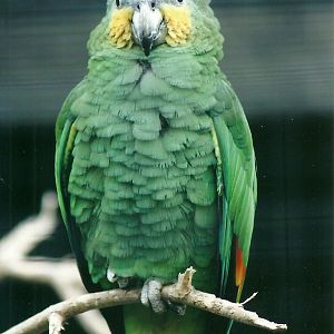 50th Anniversary 18th May 2013