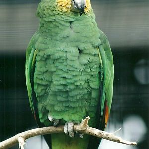 50th Anniversary 18th May 2013