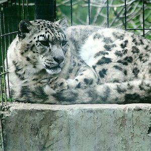 50th Anniversary 18th May 2013