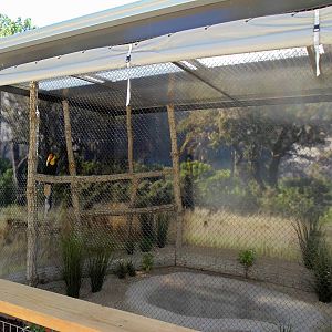 Wrinkled Hornbill in the New Bird Show Holding