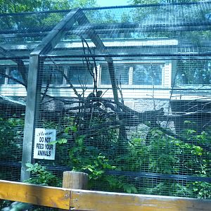 Squirrel Monkey Exhibit