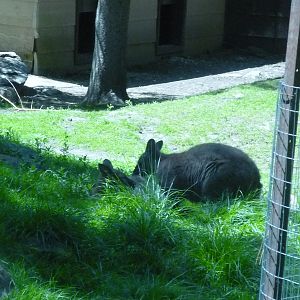 Wallaby