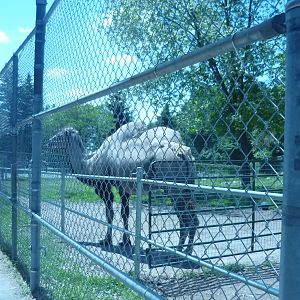 Male Bactrian Camel