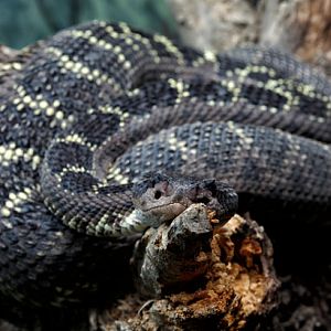 arizona black rattlesnake