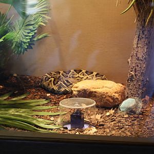 diamonds in the desert