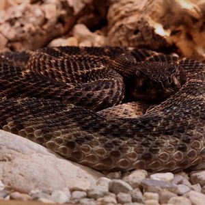 melanistic western diamondback