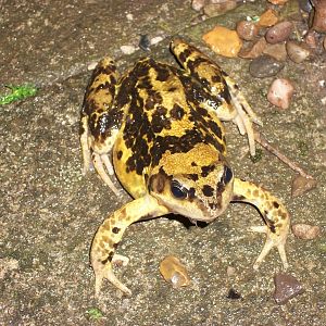 Frog in my garden 21st June 2013