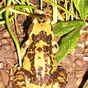 Frog in my garden 21st June 2013