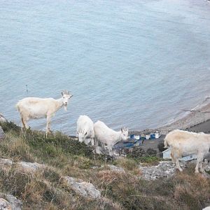 Goats on the Great Orme 21st May 2013