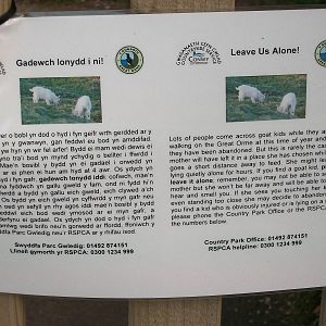 Goat signage on the Great Orme 21st May 2013