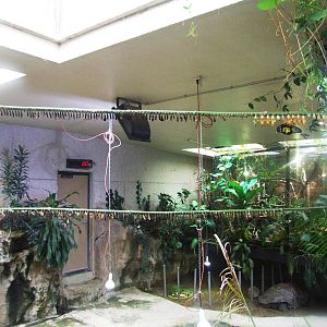 Pupae at Vienna, 14/06/13