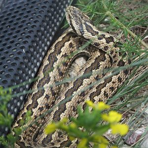 Hungarian Meadow Viper at Vienna, 14/06/13