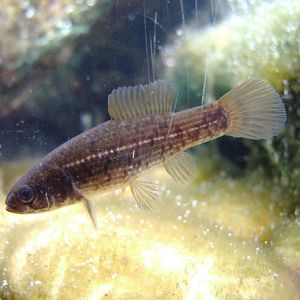 European Mudminnow at Vienna, 14/06/13