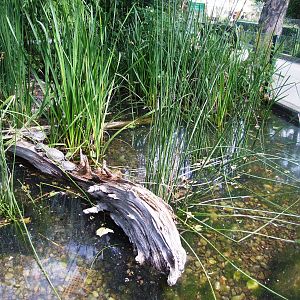 Terrapin Pool at Vienna, 14/06/13