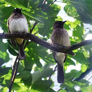 Common Bulbuls at Vienna, 14/06/13