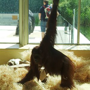 Bornean Orang-Utan at Vienna, 14/06/13