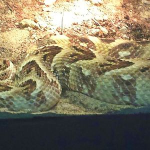 Jun. 2013 - Reptile House - African Puff Adder