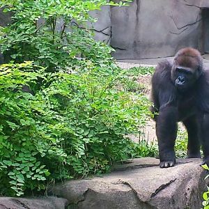 Jun. 2013 - Gorilla World - Asha + Anju