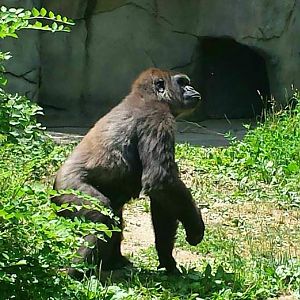 Jun. 2013 - Gorilla World -Anju