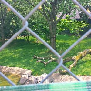 Jun. 2013 - Africa - Cheetah Exhibit