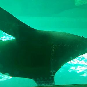 Jun. 2013 - Sea Lion Falls - California Sea Lion