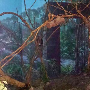 Jun. 2013 - Jungle Trails - Sugar Glider Exhibit