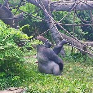 Jun. 2013 - Gorilla World - Jomo