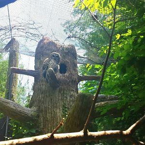 Jun. 2013 - Wolf Woods - Barred Owl